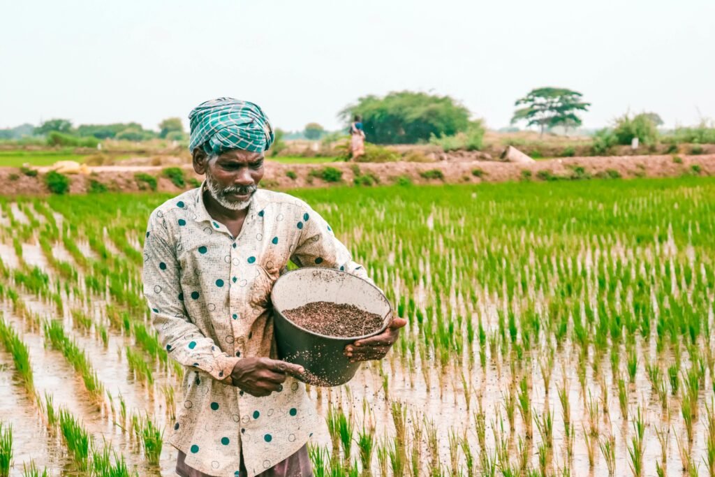 An Indian farmer spreading seeds in a vibrant green rice field, depicting traditional agricultural practices.
